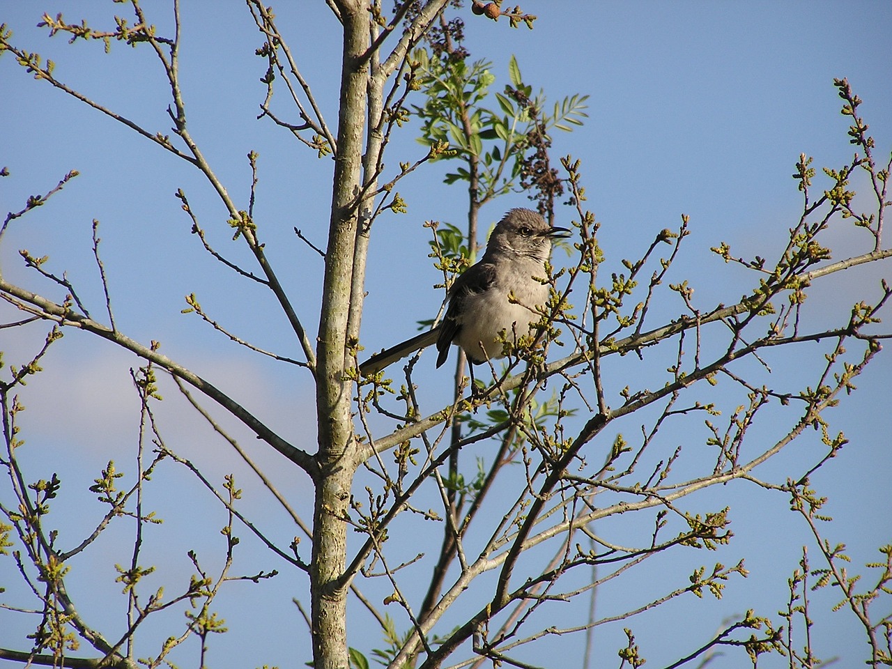 mockingbird bird tree free photo