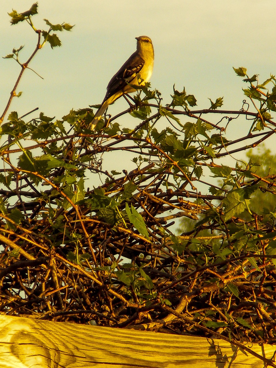 mockingbird spring nature free photo