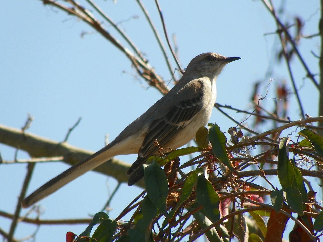 mockingbird bird animal free photo