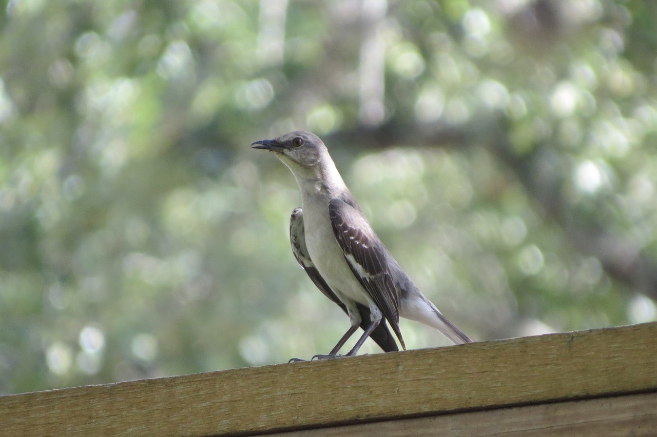 mockingbird wild songbird free photo