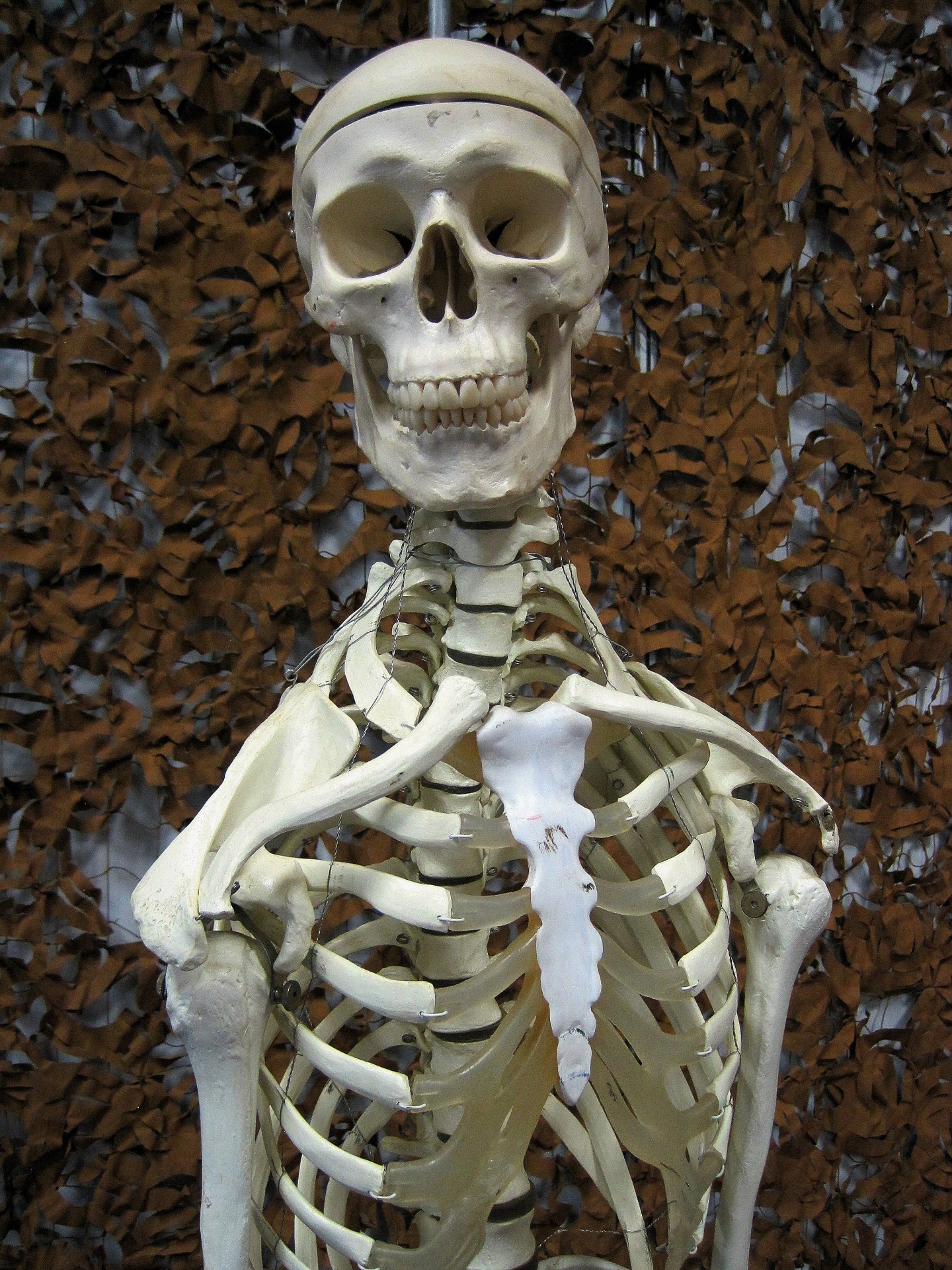model human skeleton free photo