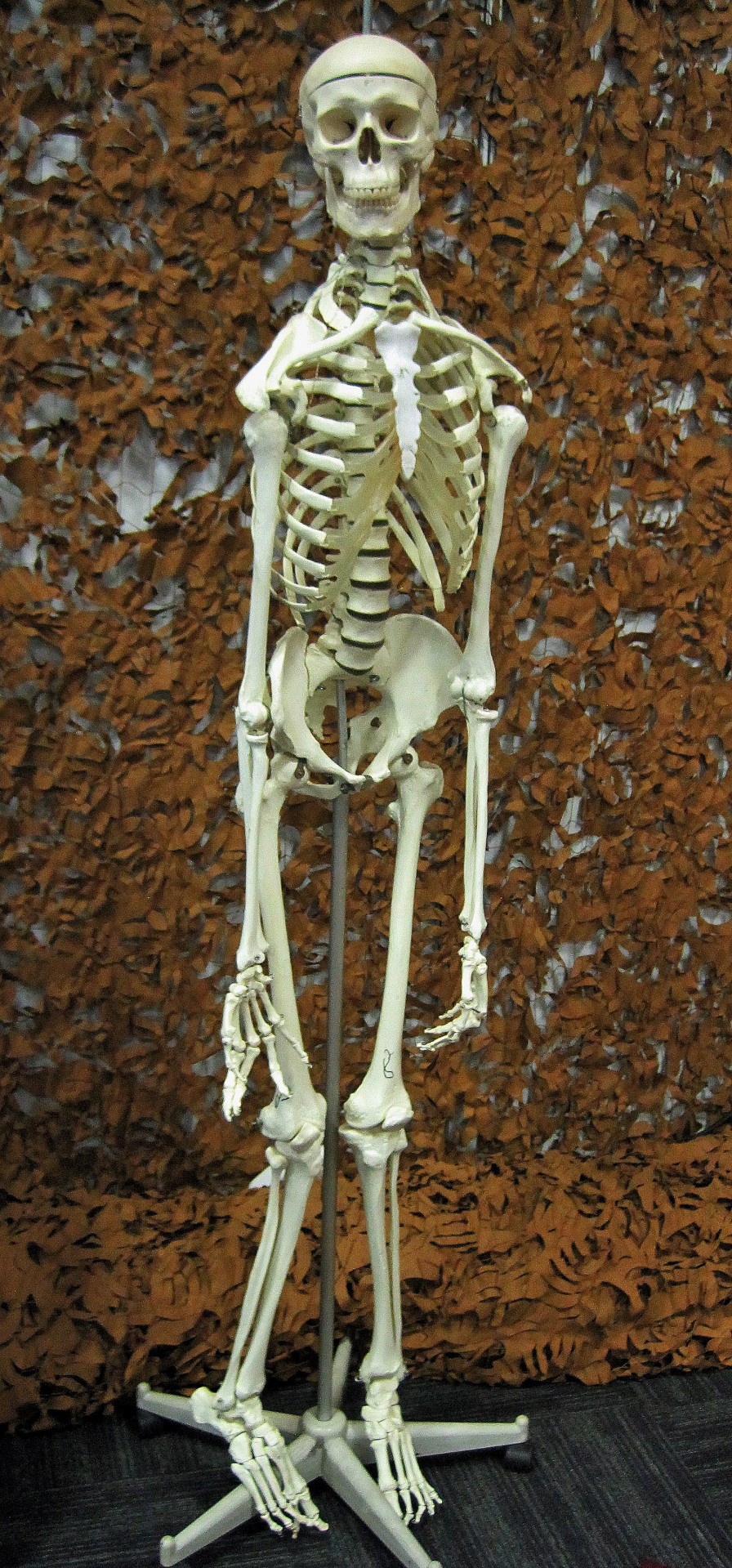 model skeleton human free photo
