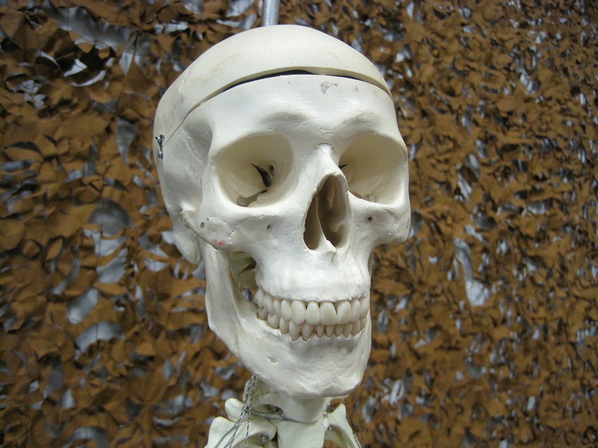 model skull head free photo