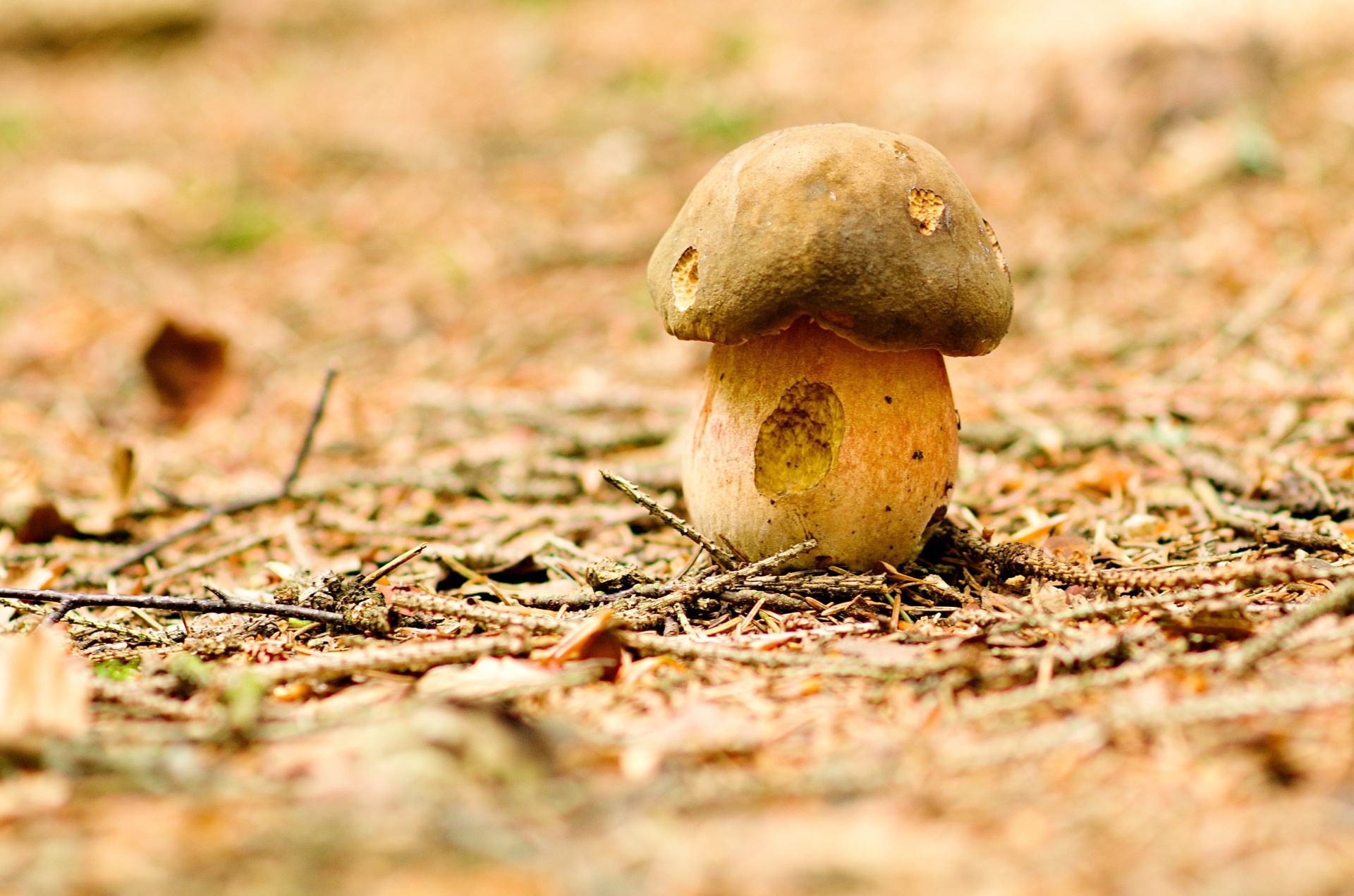 boletus mushroom mycology free photo