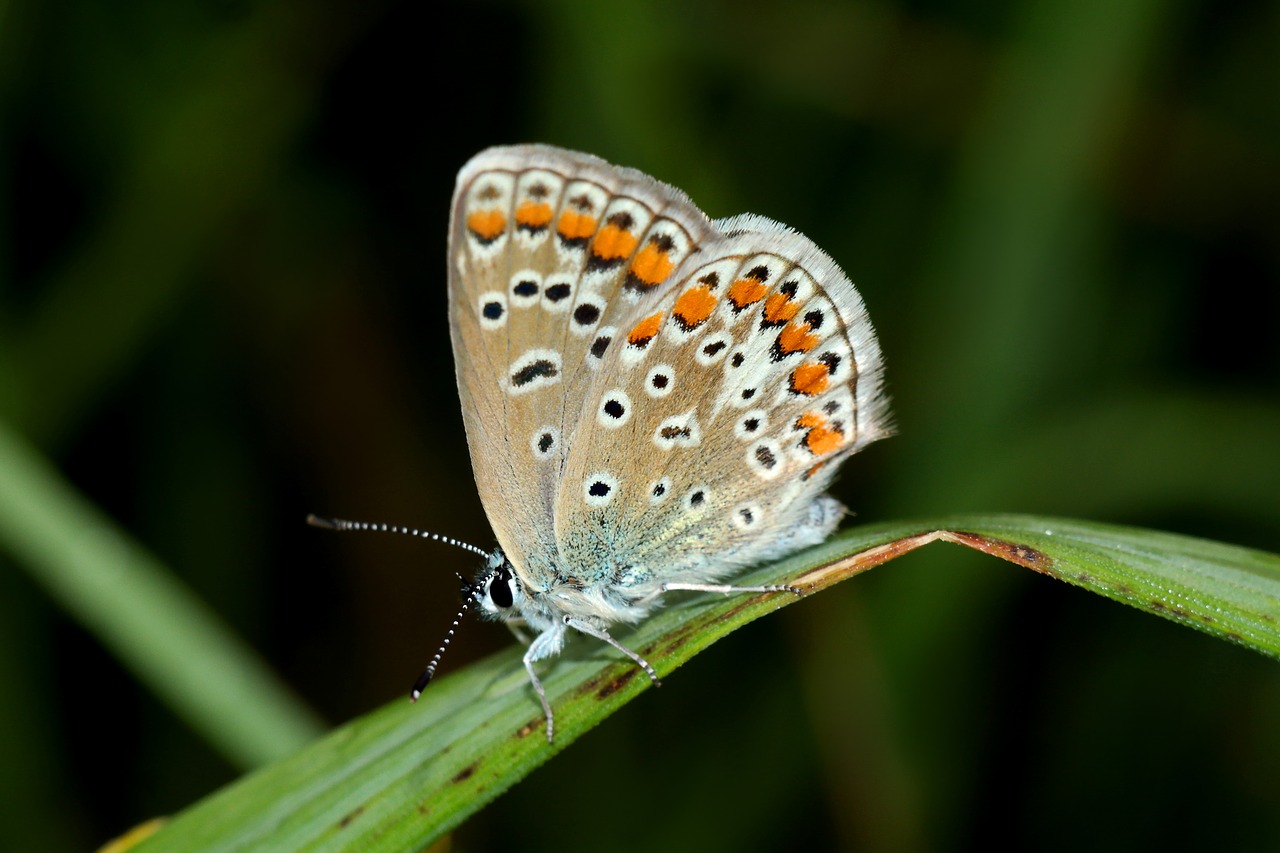 modraszek  butterfly  insect free photo