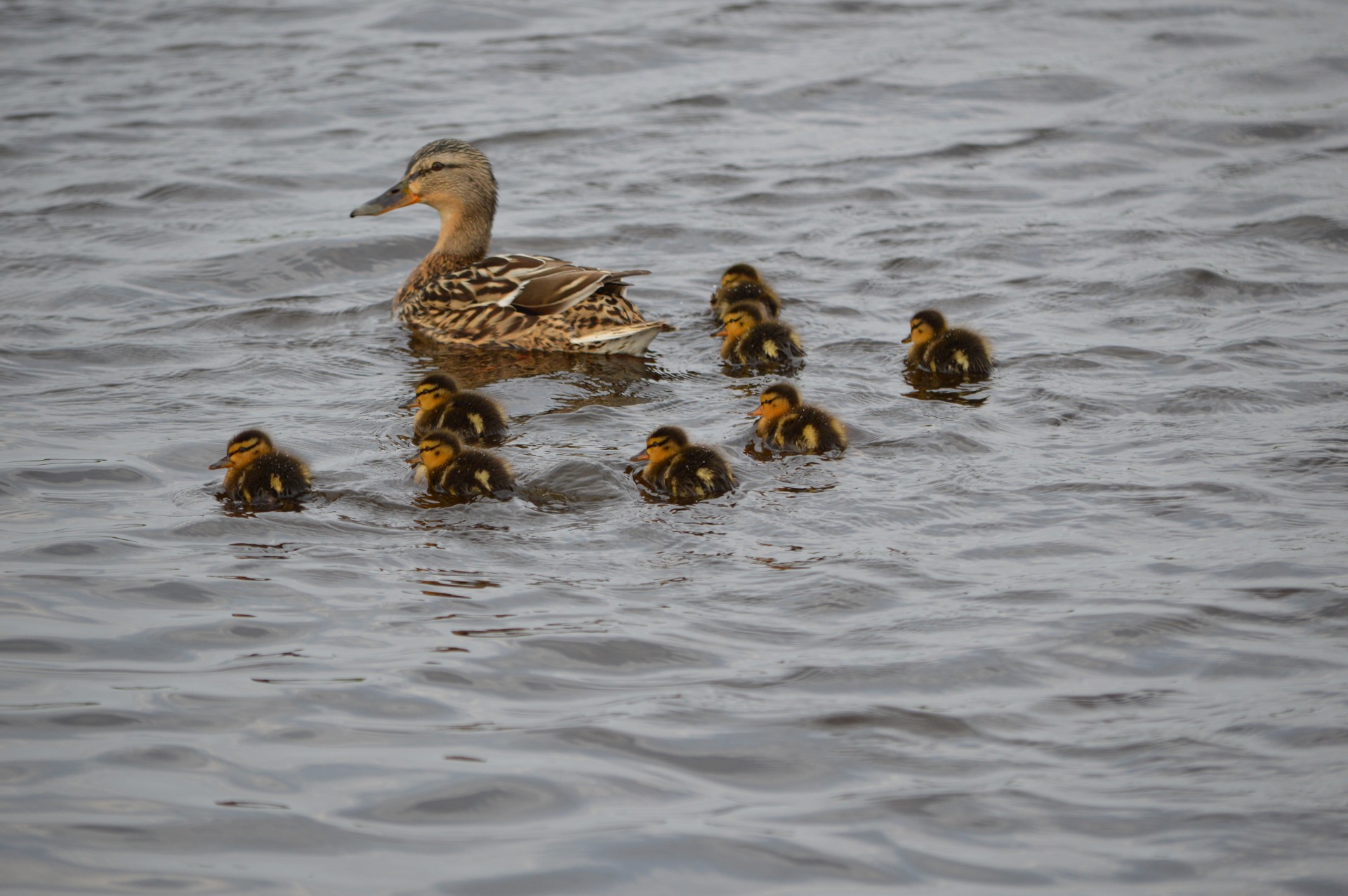 duck youngsters nature free photo