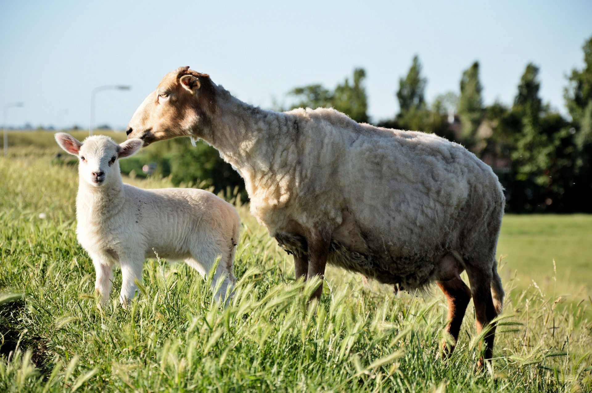 sheep farm nature free photo