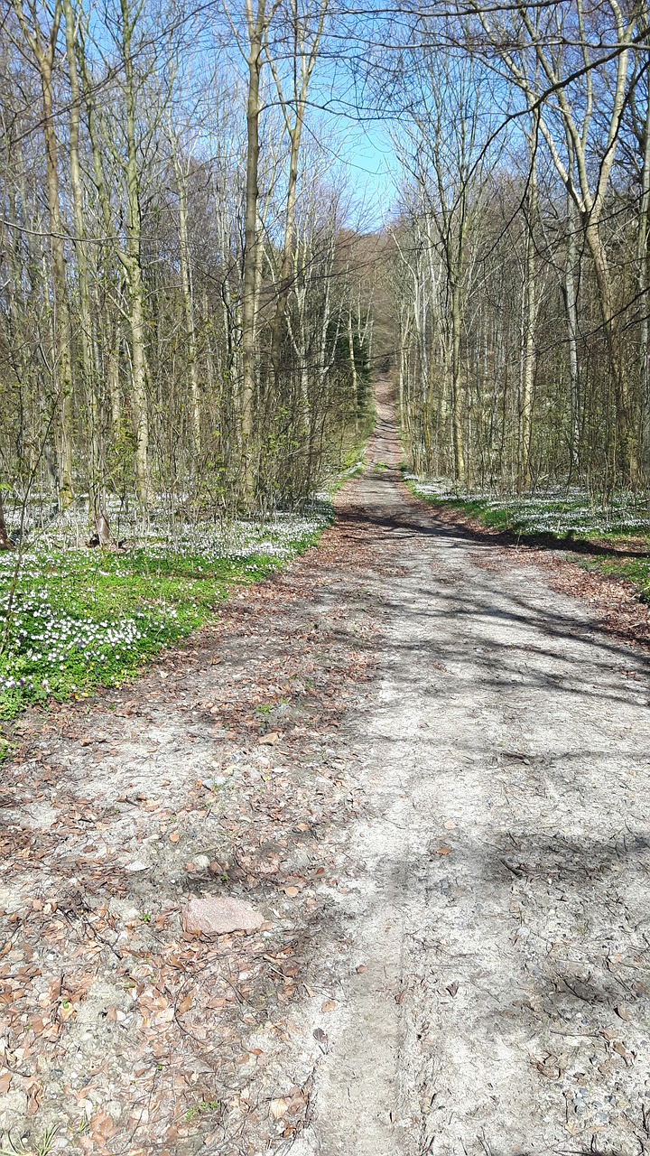 moen forest flowers free photo