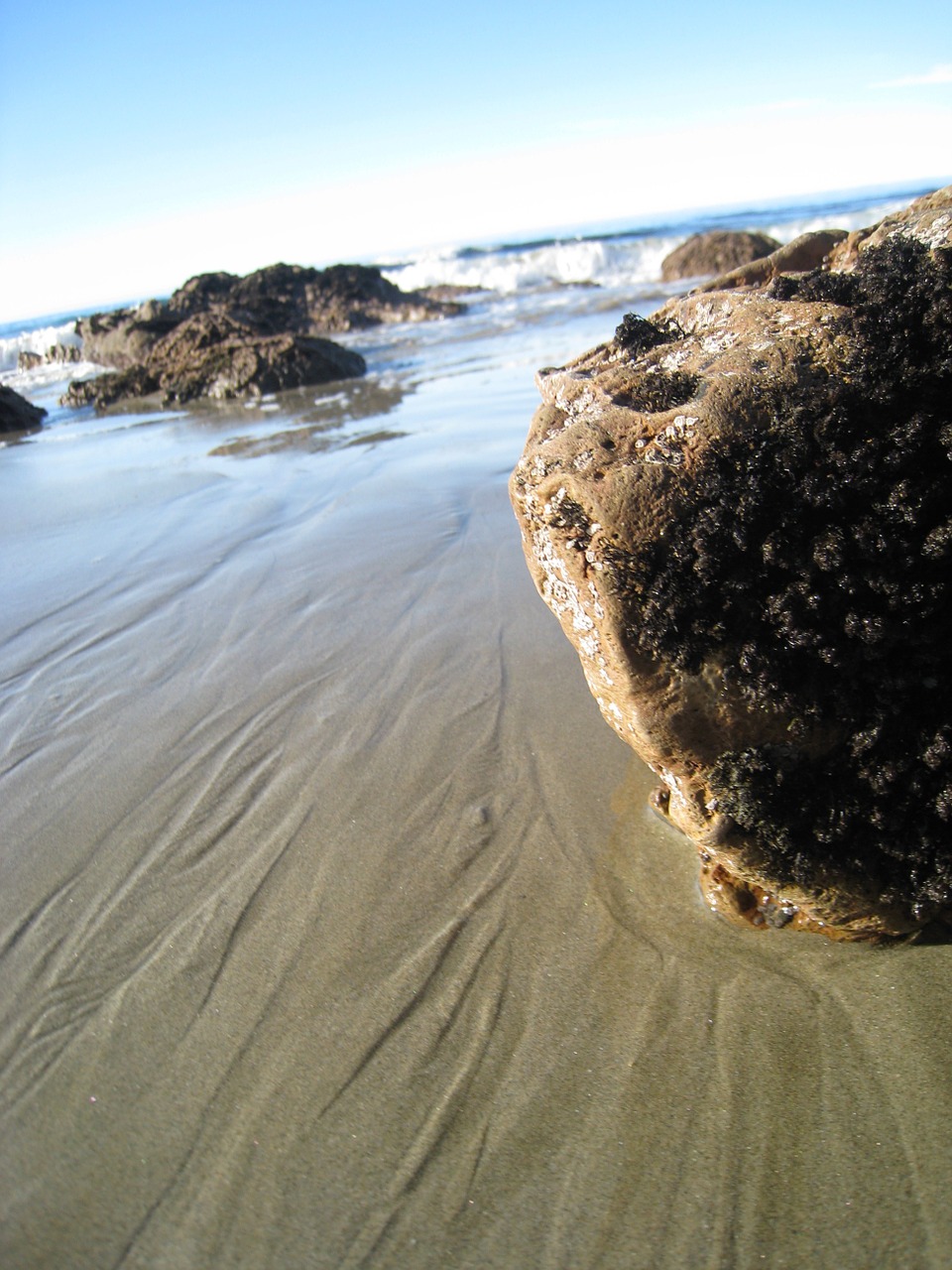 moeraki boulders sea new zealand free photo