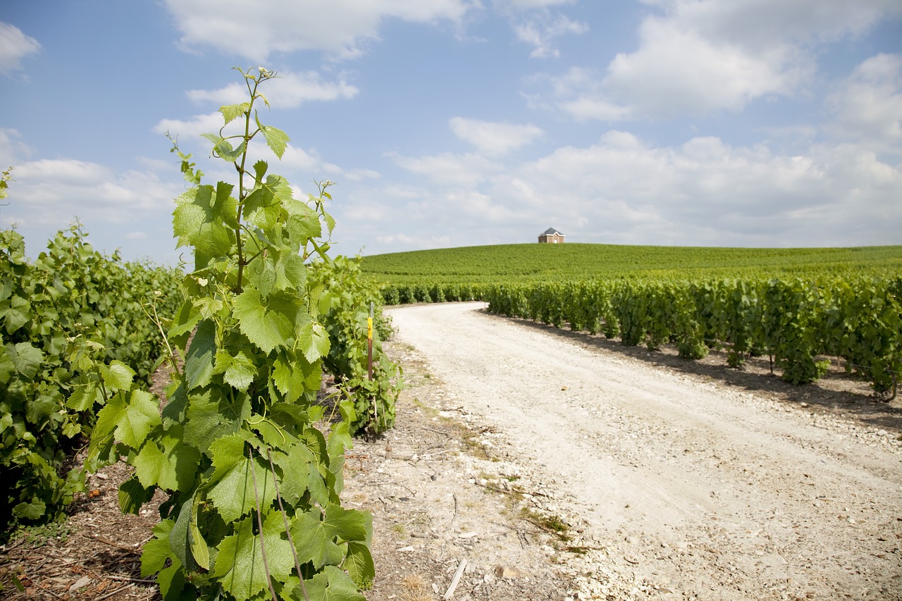 moët chandon winery mount sharp free photo