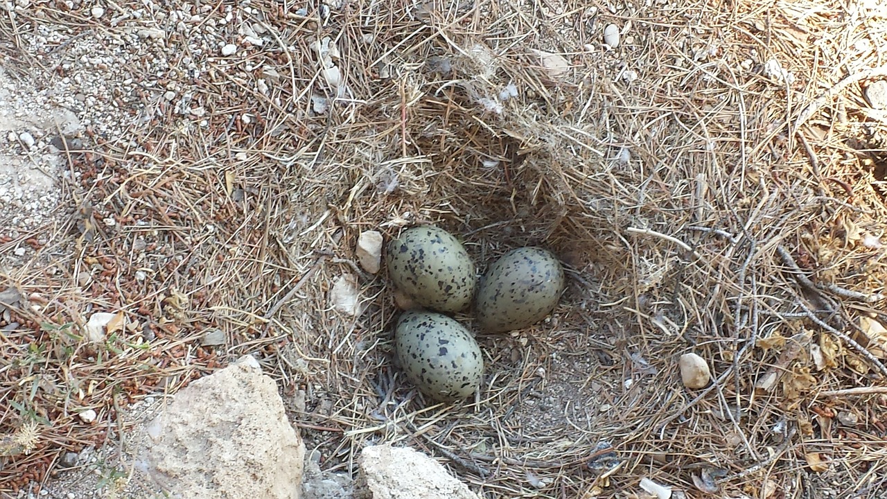 moeveneier bird eggs nest free photo