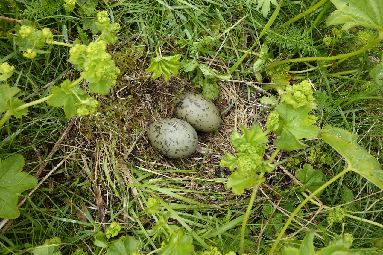 moeveneier nest egg free photo
