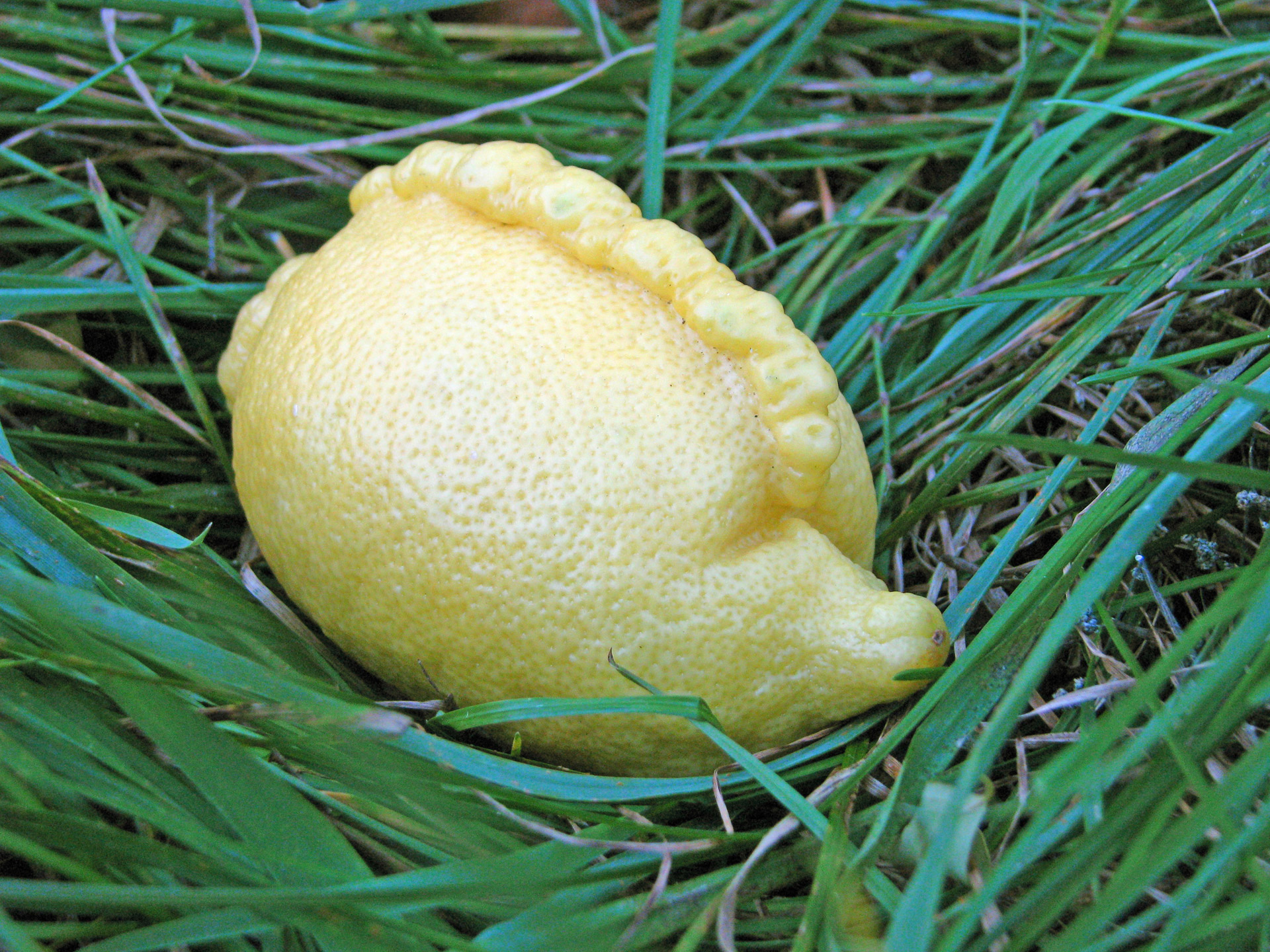 strange lemon fruit free photo