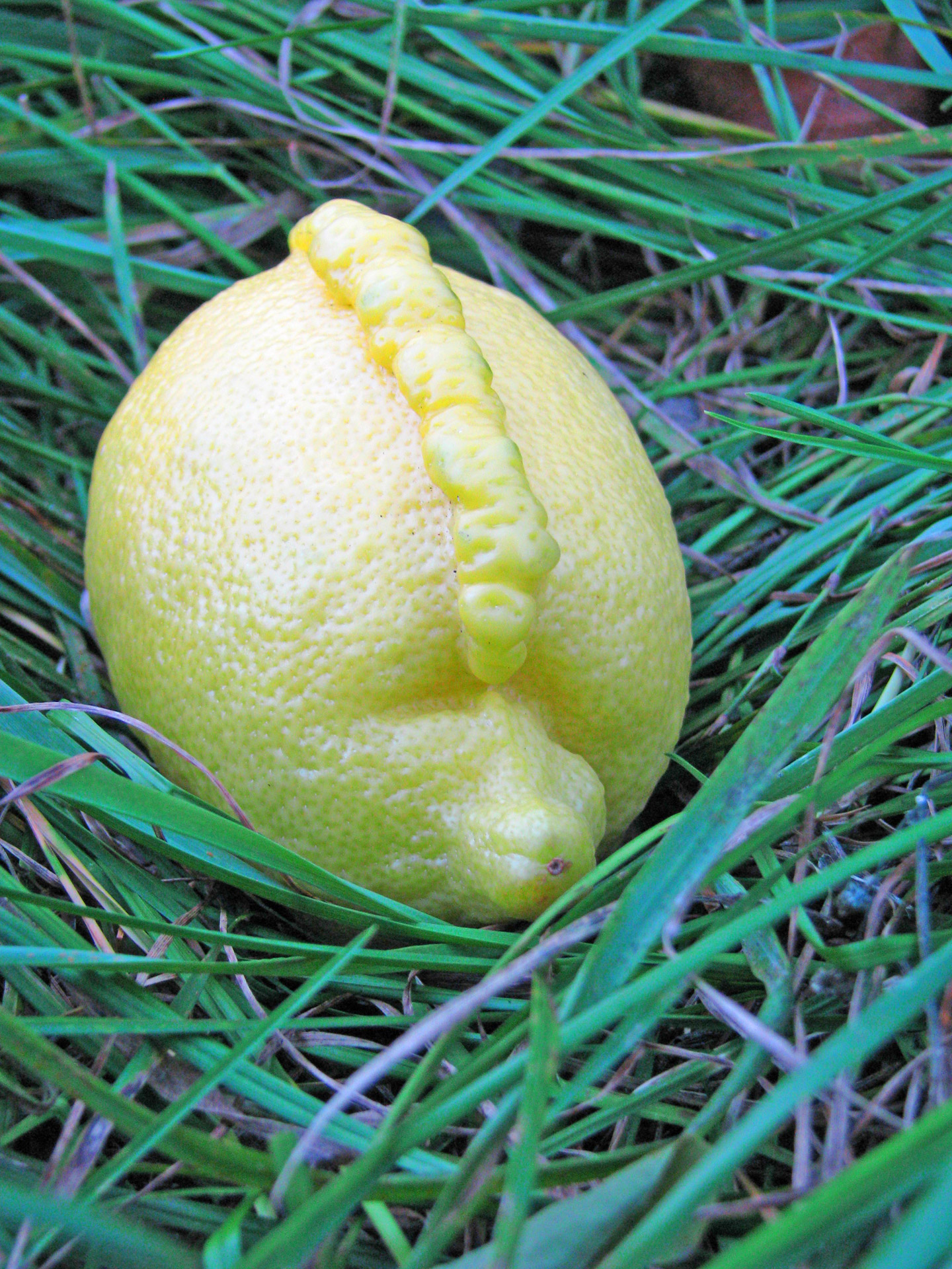 strange lemon fruit free photo