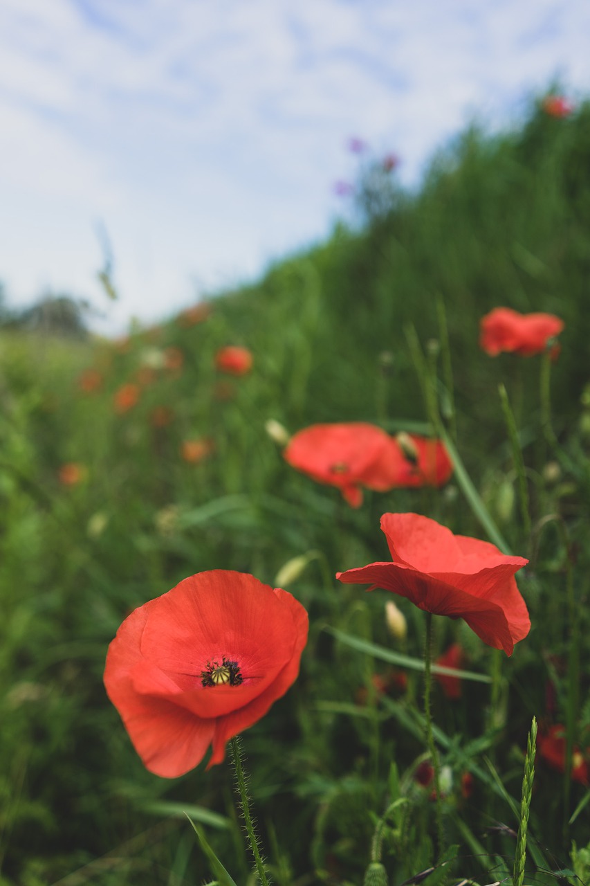 mohn  poppy flower  poppy free photo