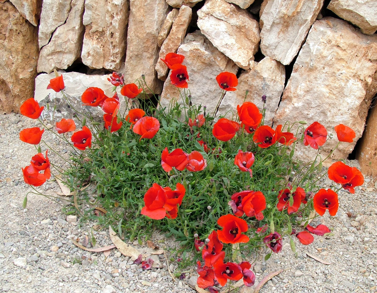 poppy red stone free photo