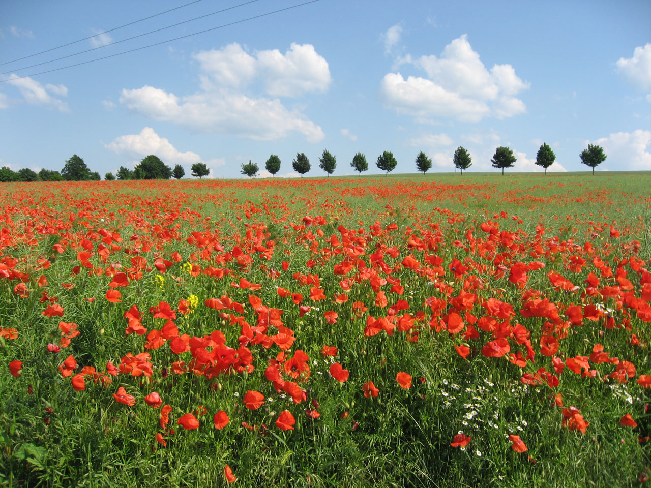 red poppies blooming free photo