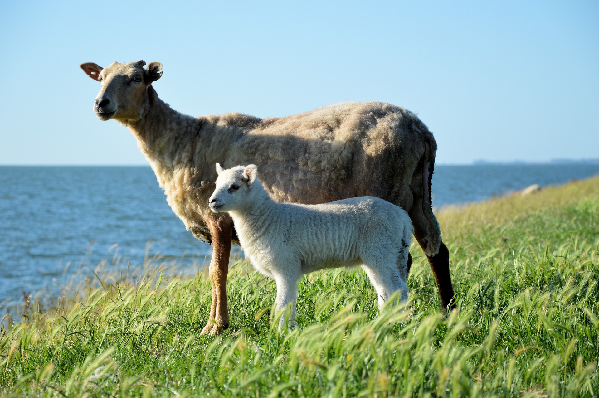 sheep lamb cattle free photo