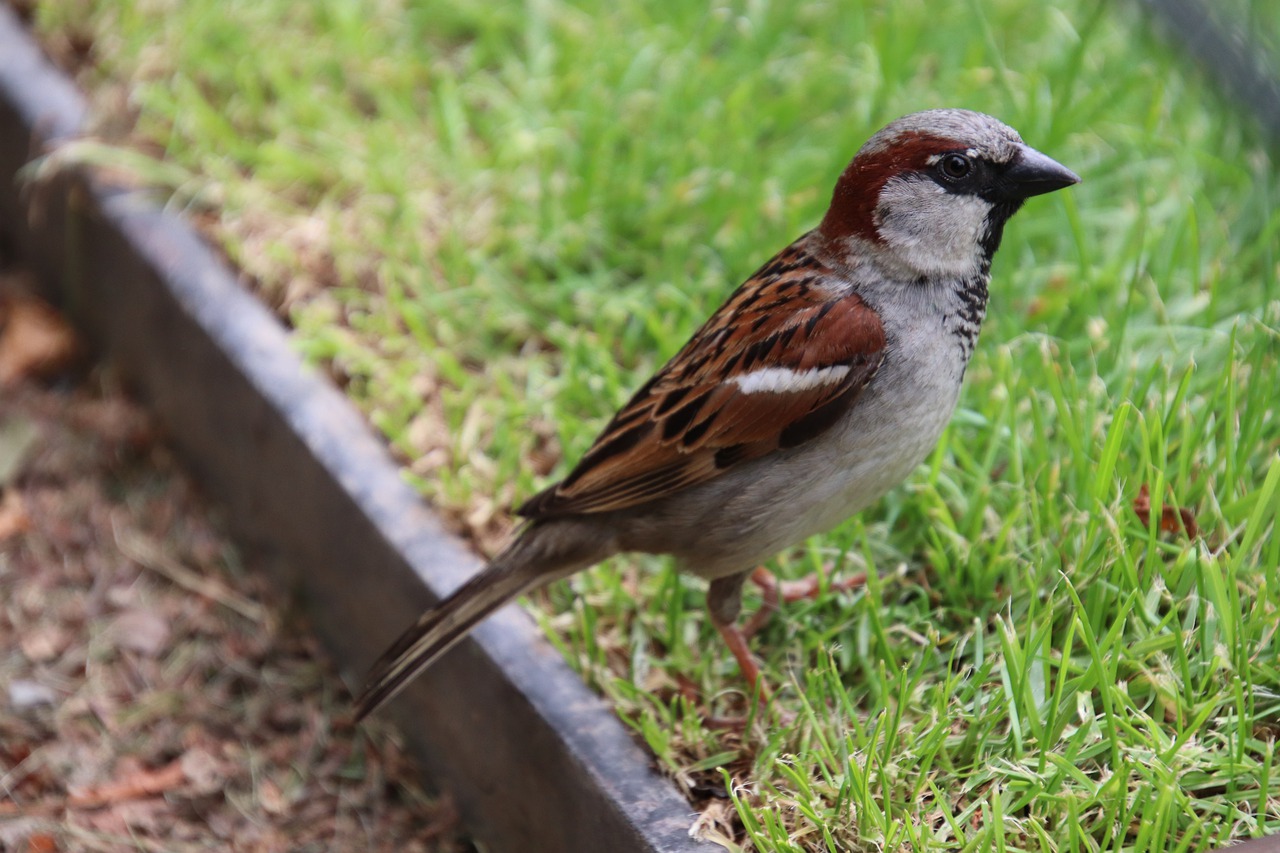 moineau friquet  sparrows  birds free photo