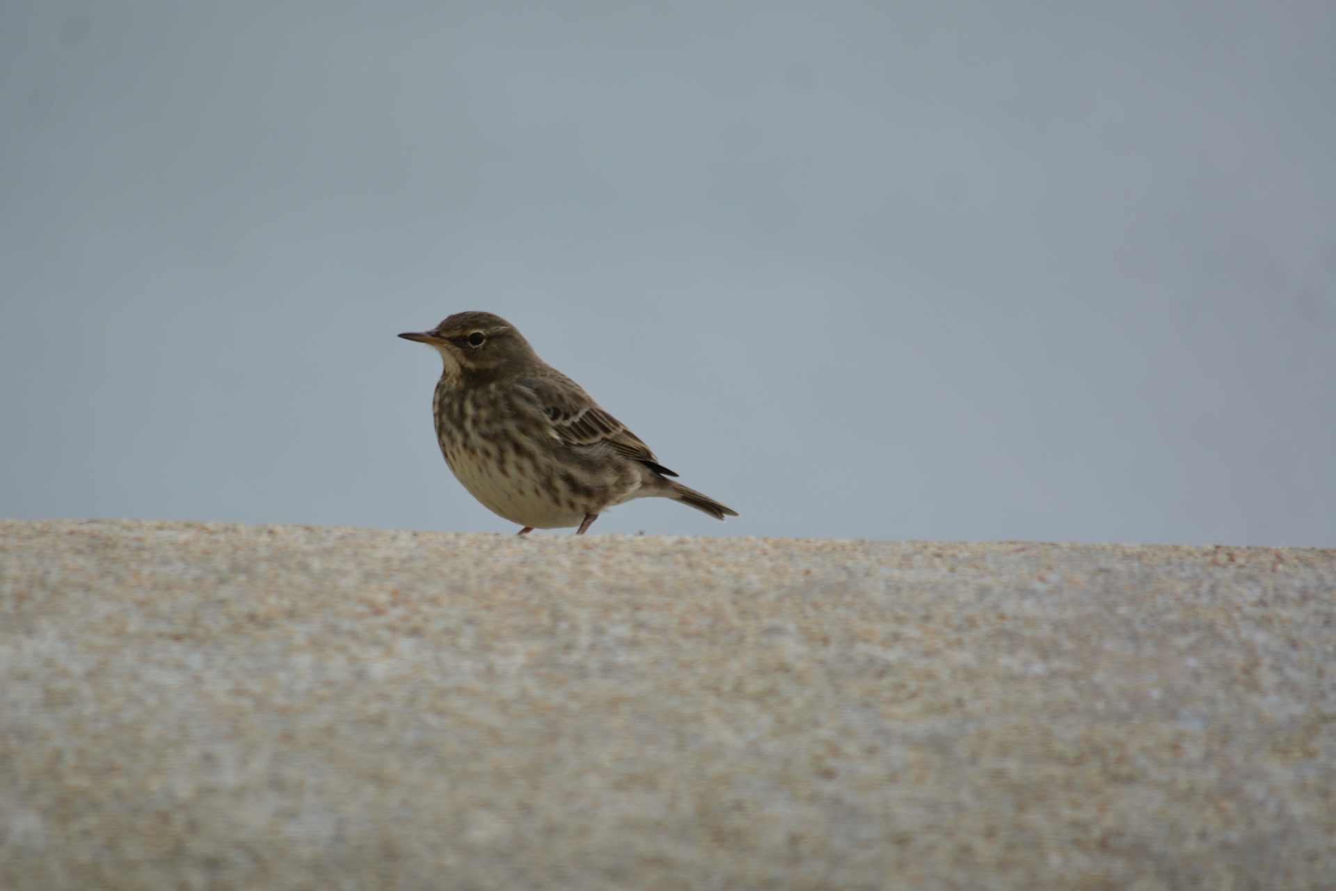 sparrow bird wildlife free photo