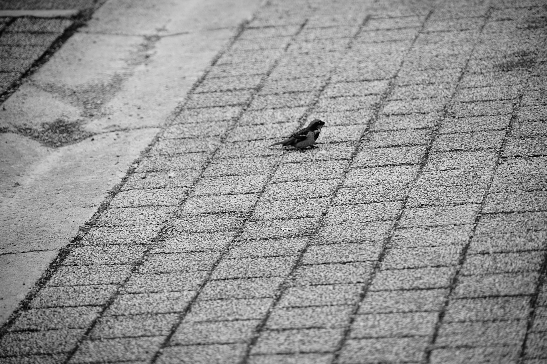 birds sparrows black white free photo
