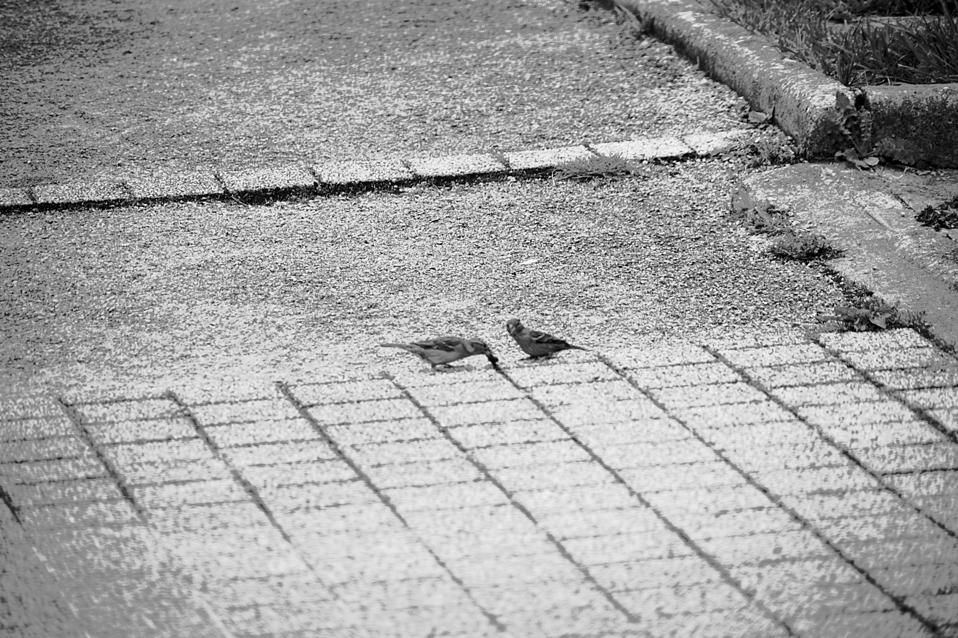sparrows birds passerines free photo