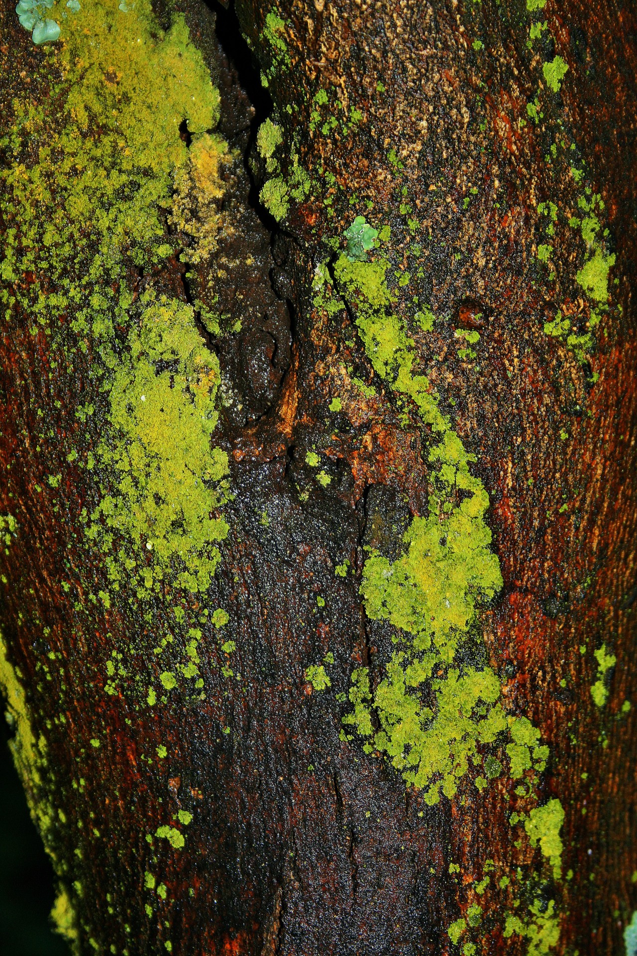 trunk bark moss free photo