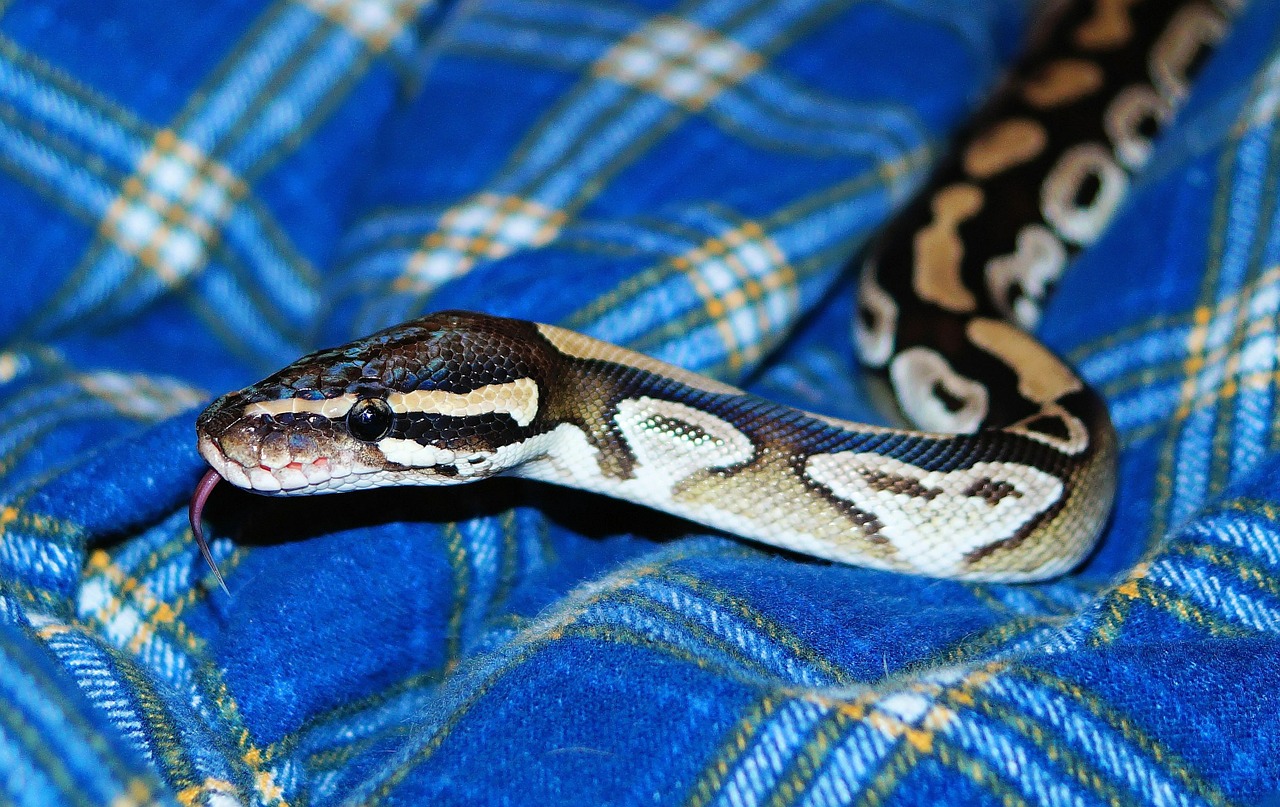 mojave python snake python free photo