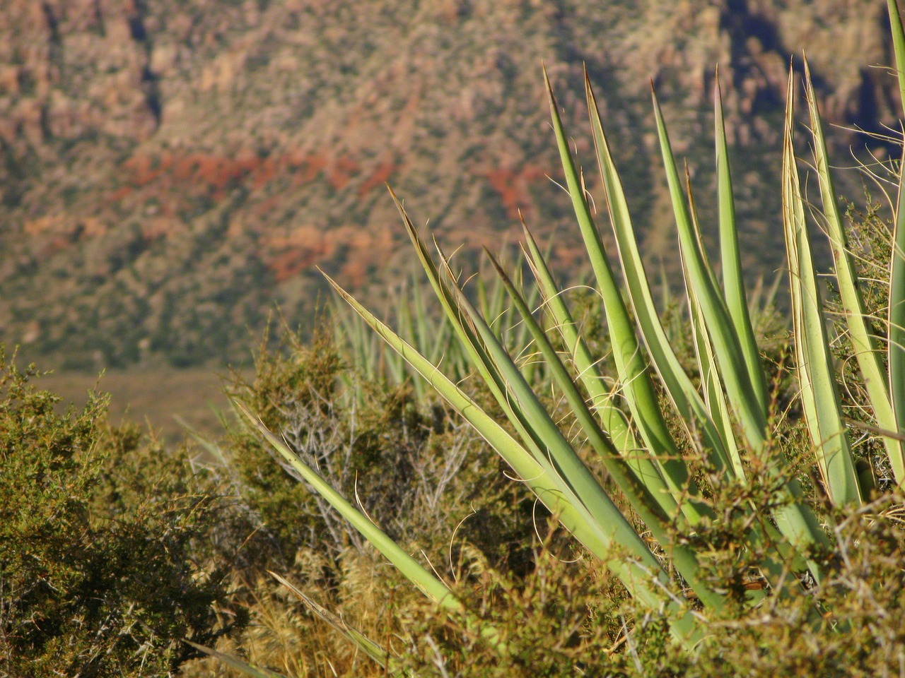 mojave yucca red rock canyon landscape free photo