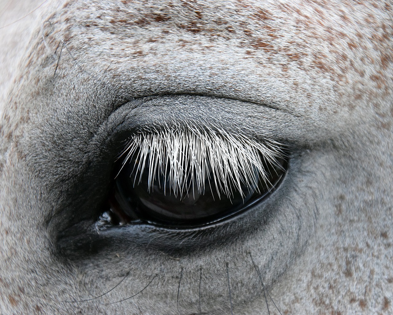 mold horse eye free photo