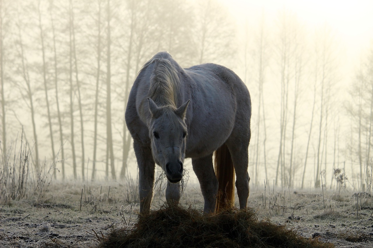 mold horse fog free photo