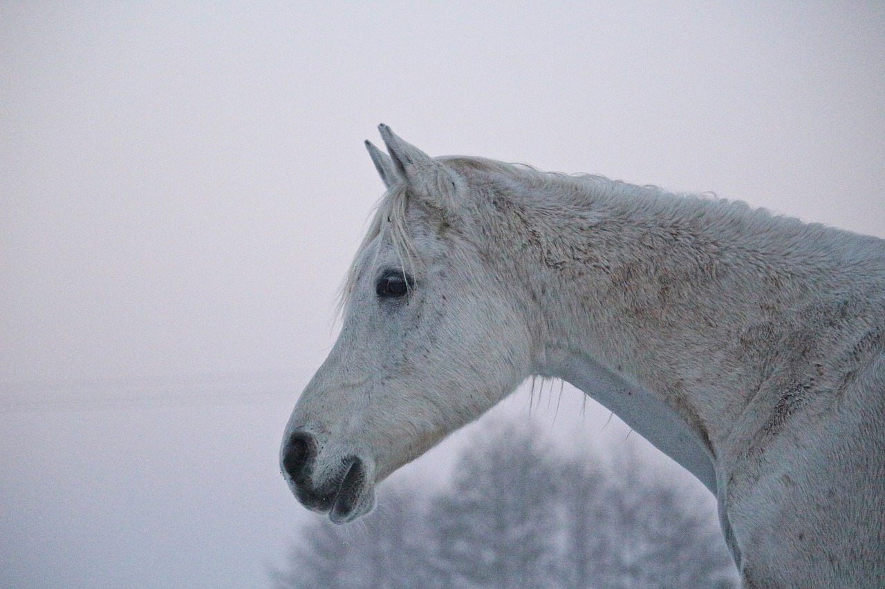 mold horse winter free photo