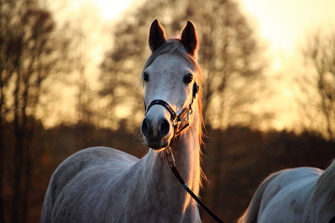 mold horse afterglow free photo