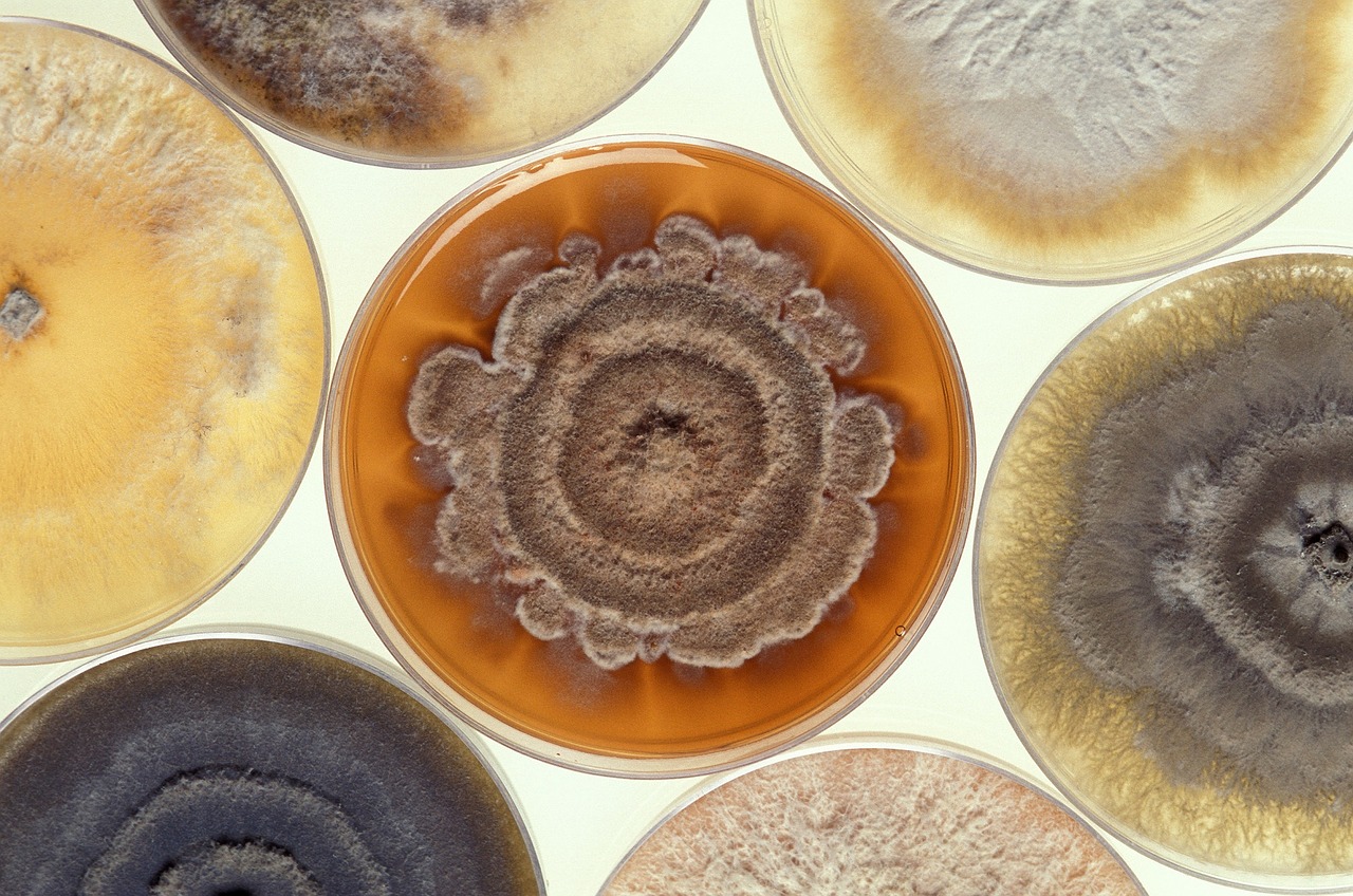 mold growing petri dishes free photo