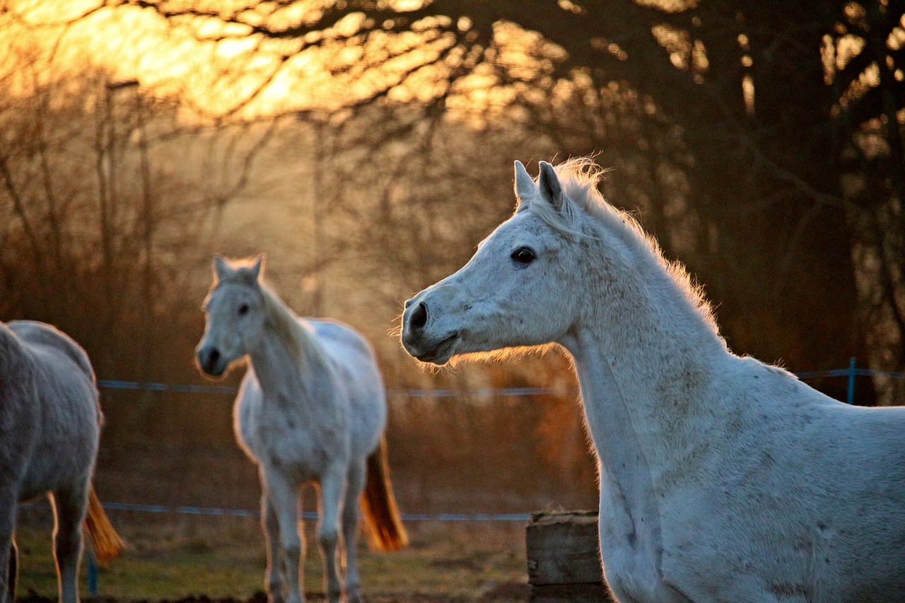 mold horse horse head free photo