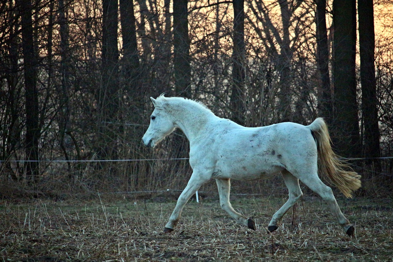 mold horse trot free photo