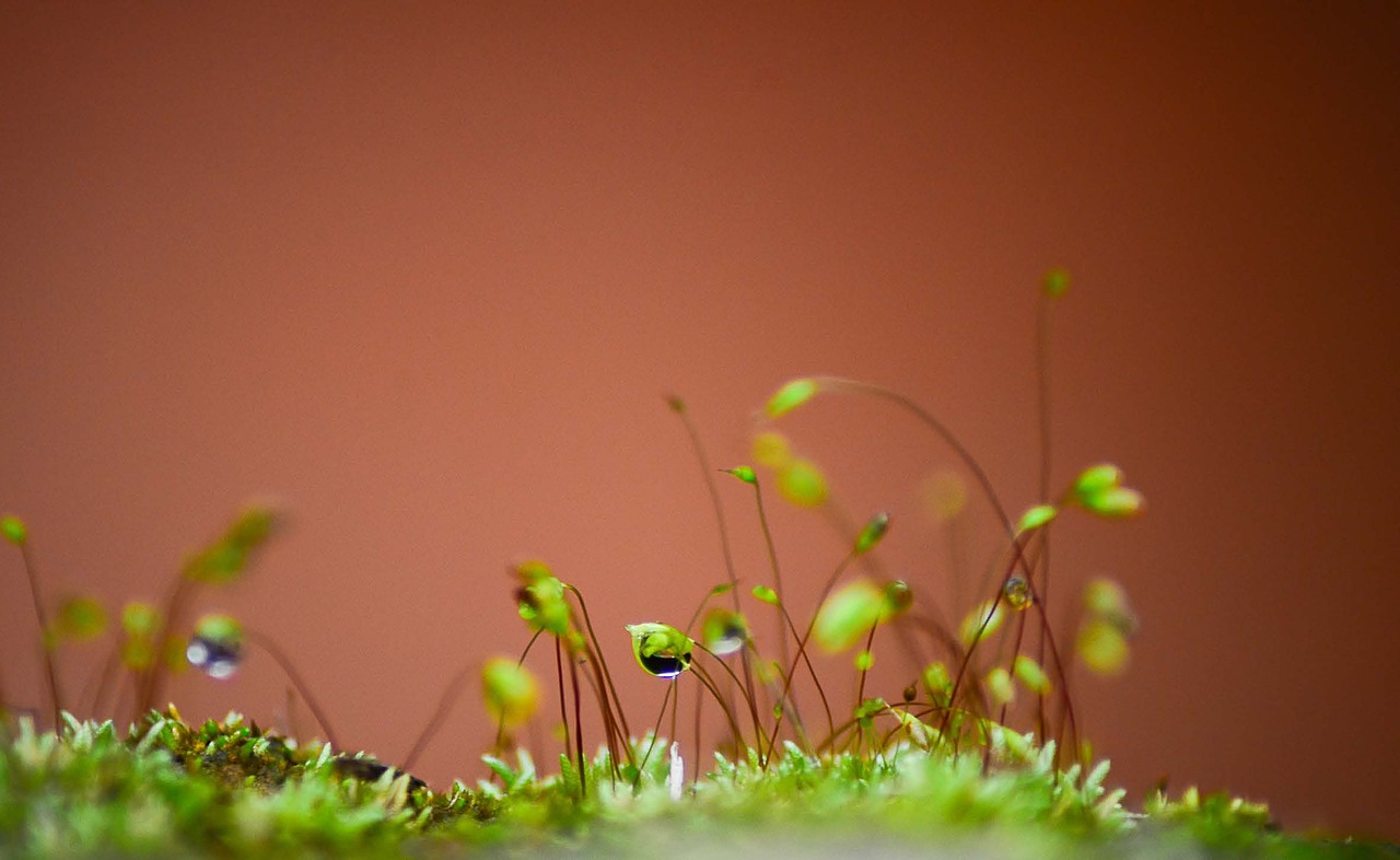 mold macro water bubble free photo