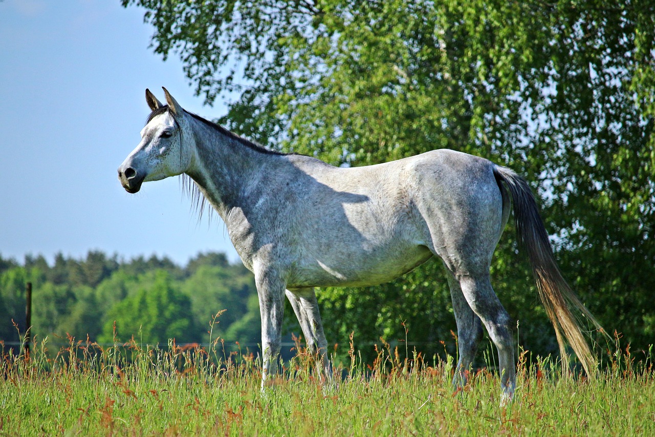 mold horse thoroughbred arabian free photo