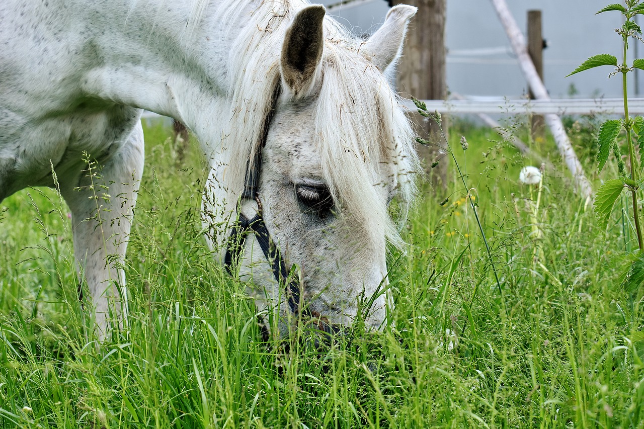 mold horse eat grass free photo