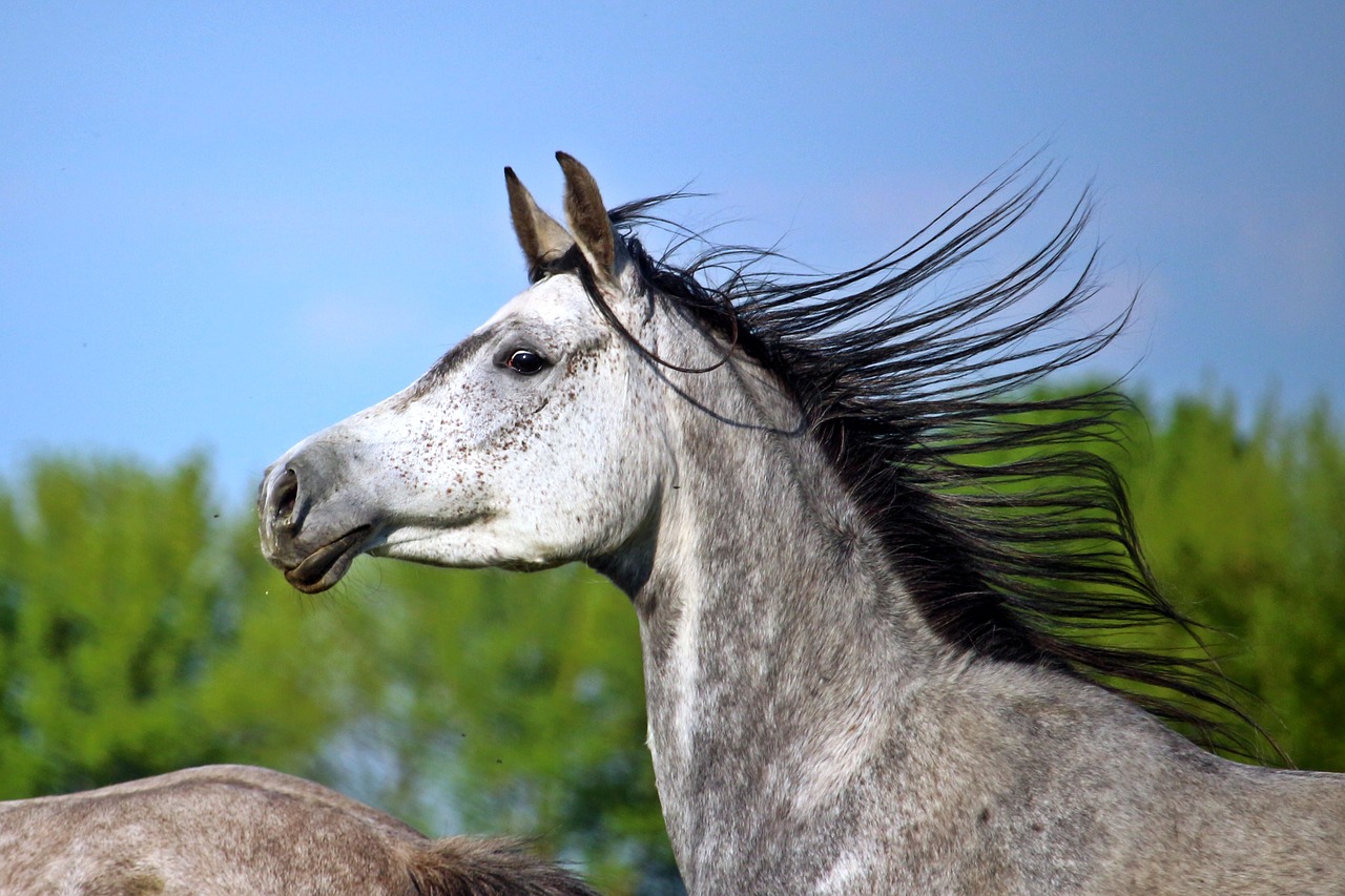 mold horse thoroughbred arabian free photo