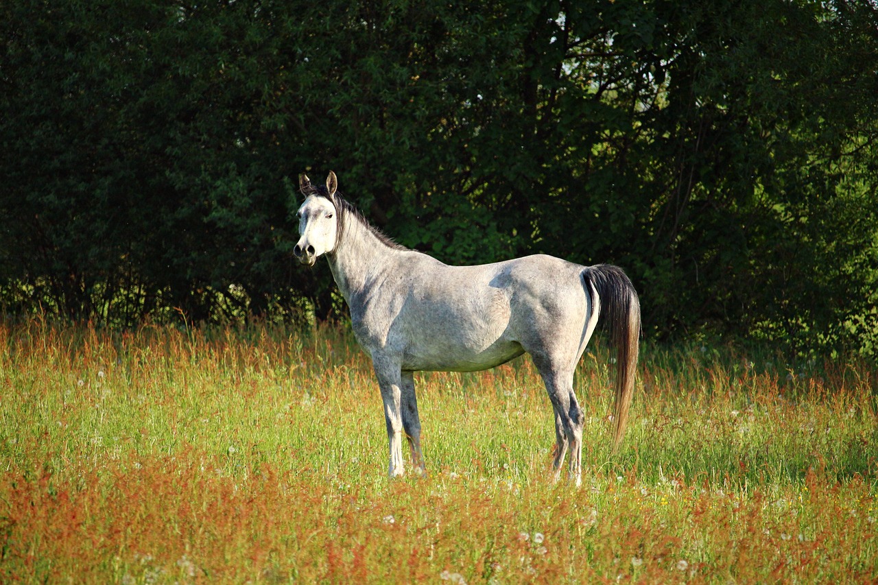 mold horse thoroughbred arabian free photo