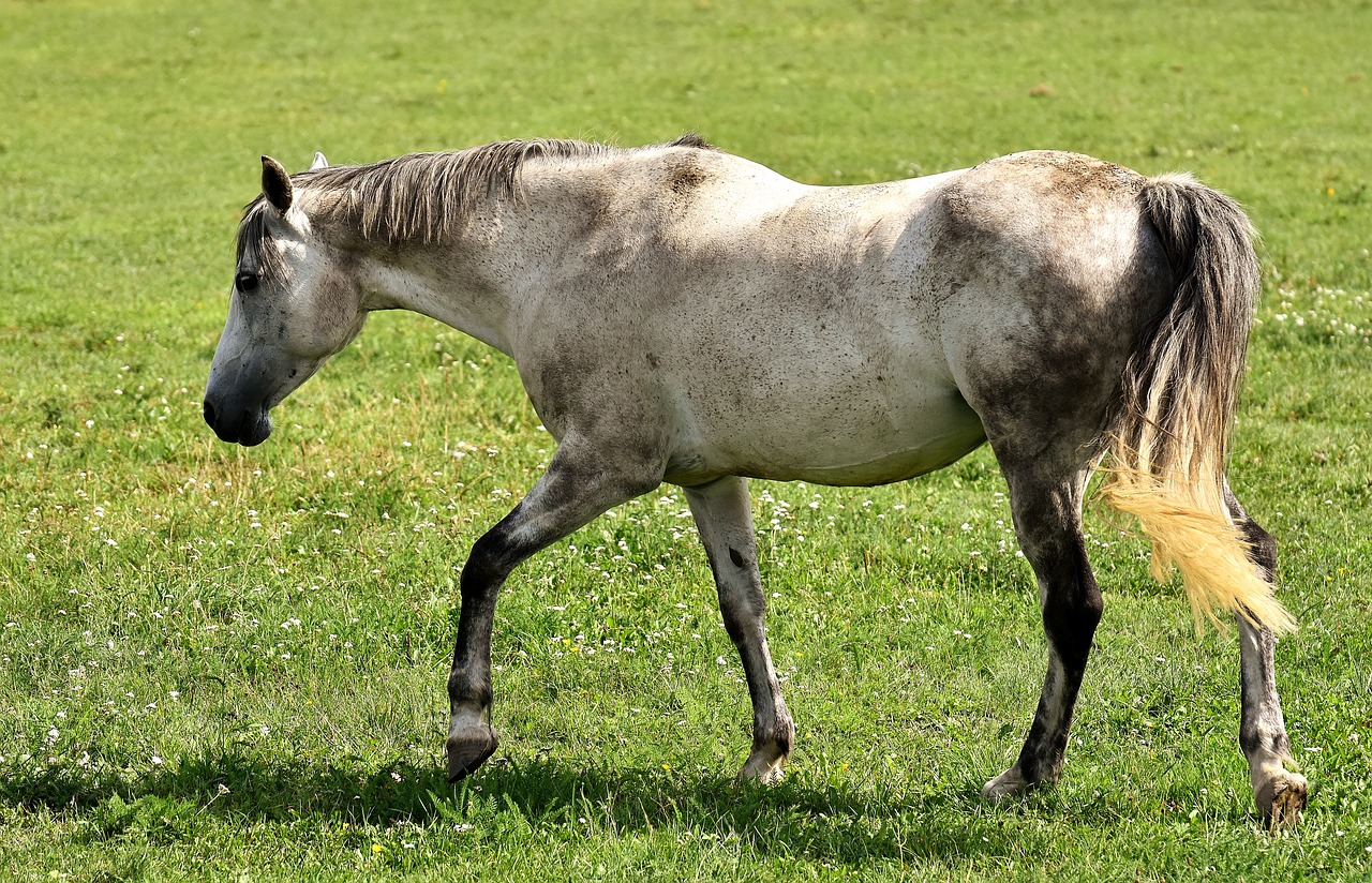 mold horse love for animals free photo