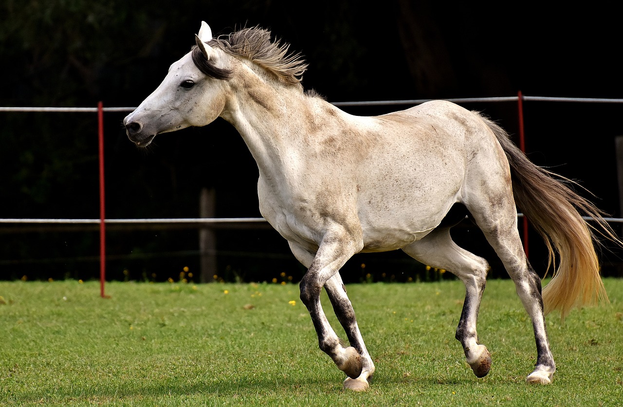 mold horse love for animals free photo