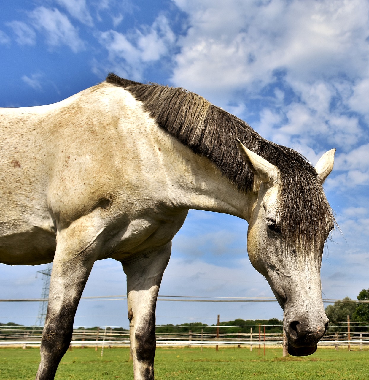 mold horse love for animals free photo