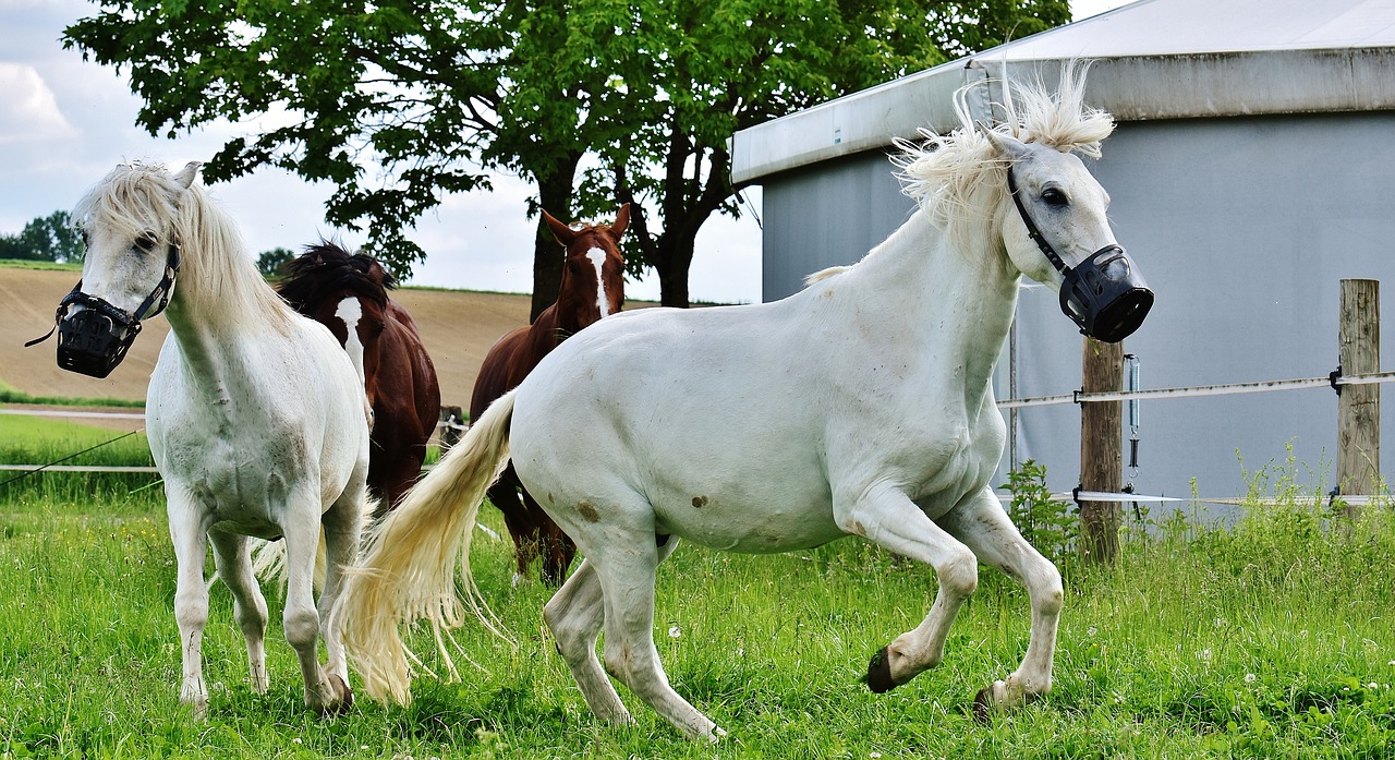 mold horses romp free photo