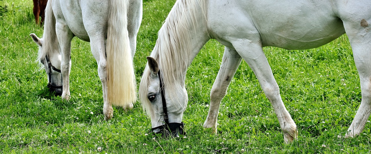 mold horses pasture free photo