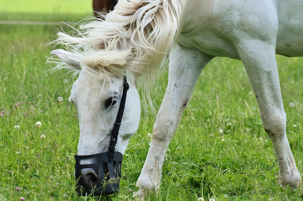 mold horses romp free photo