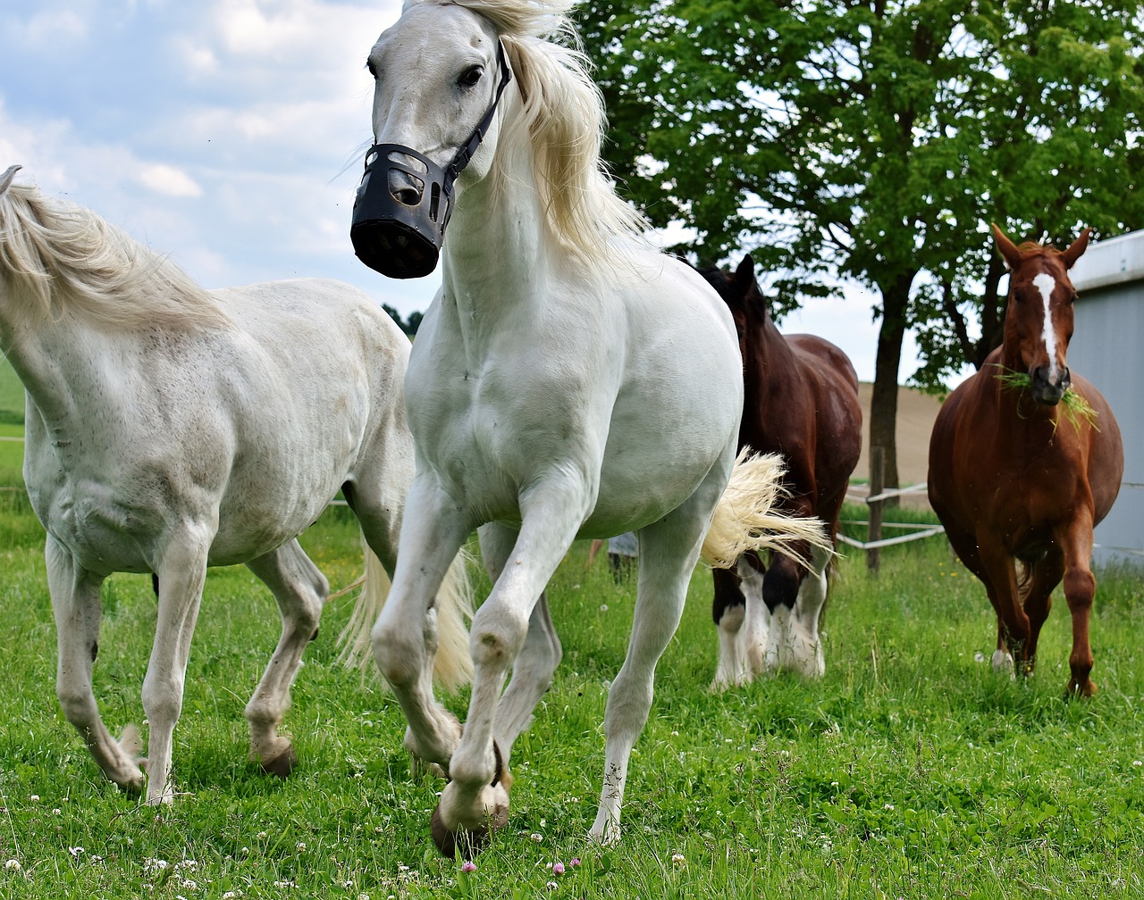 mold horses romp free photo