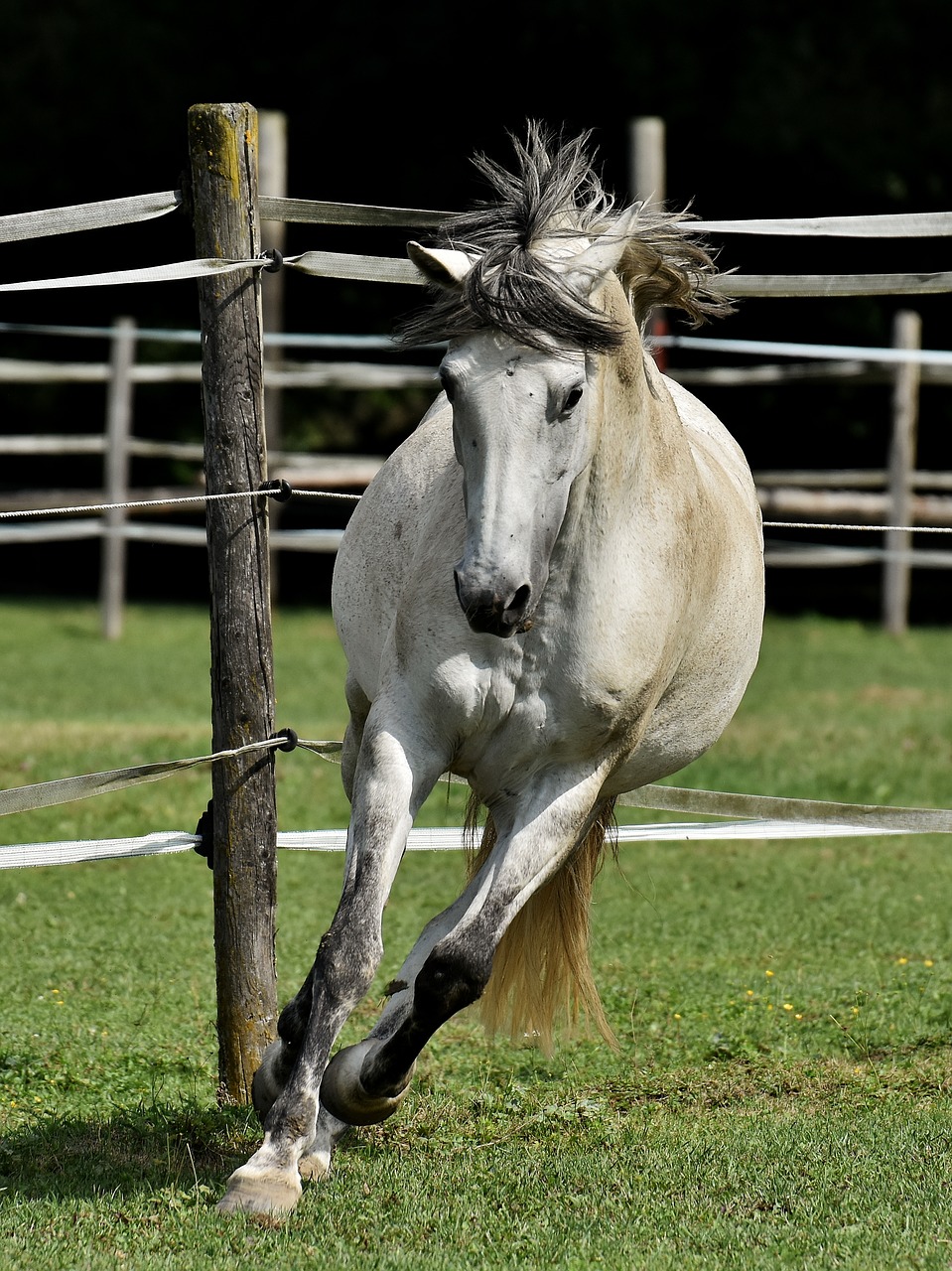 mold horse love for animals free photo