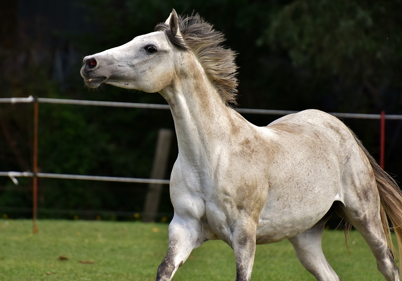 mold horse love for animals free photo